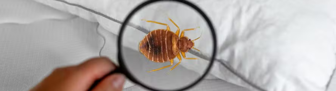 Dedetização Percevejos de Cama em Diadema 24 HORAS